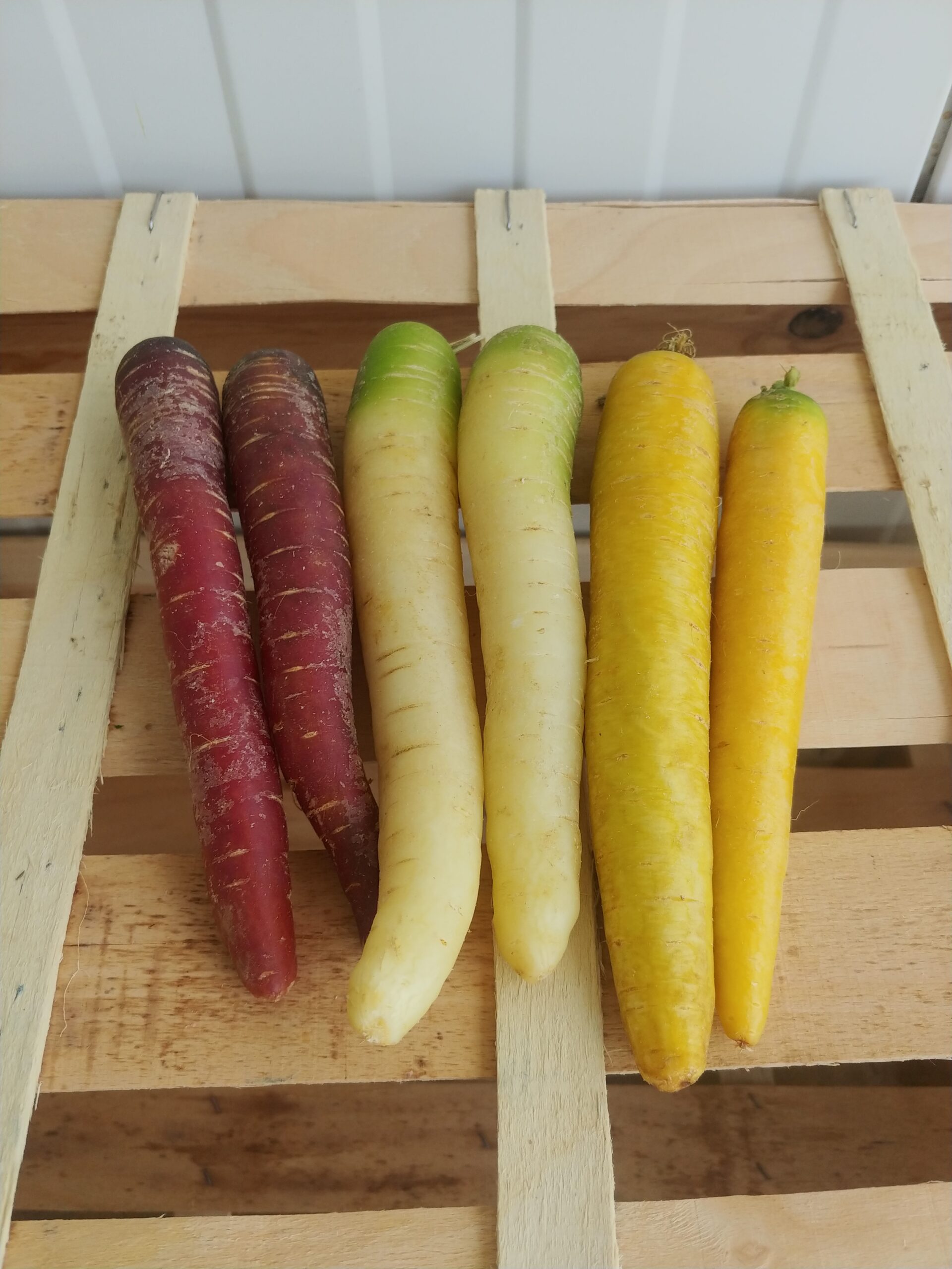 Carottes de couleurs
