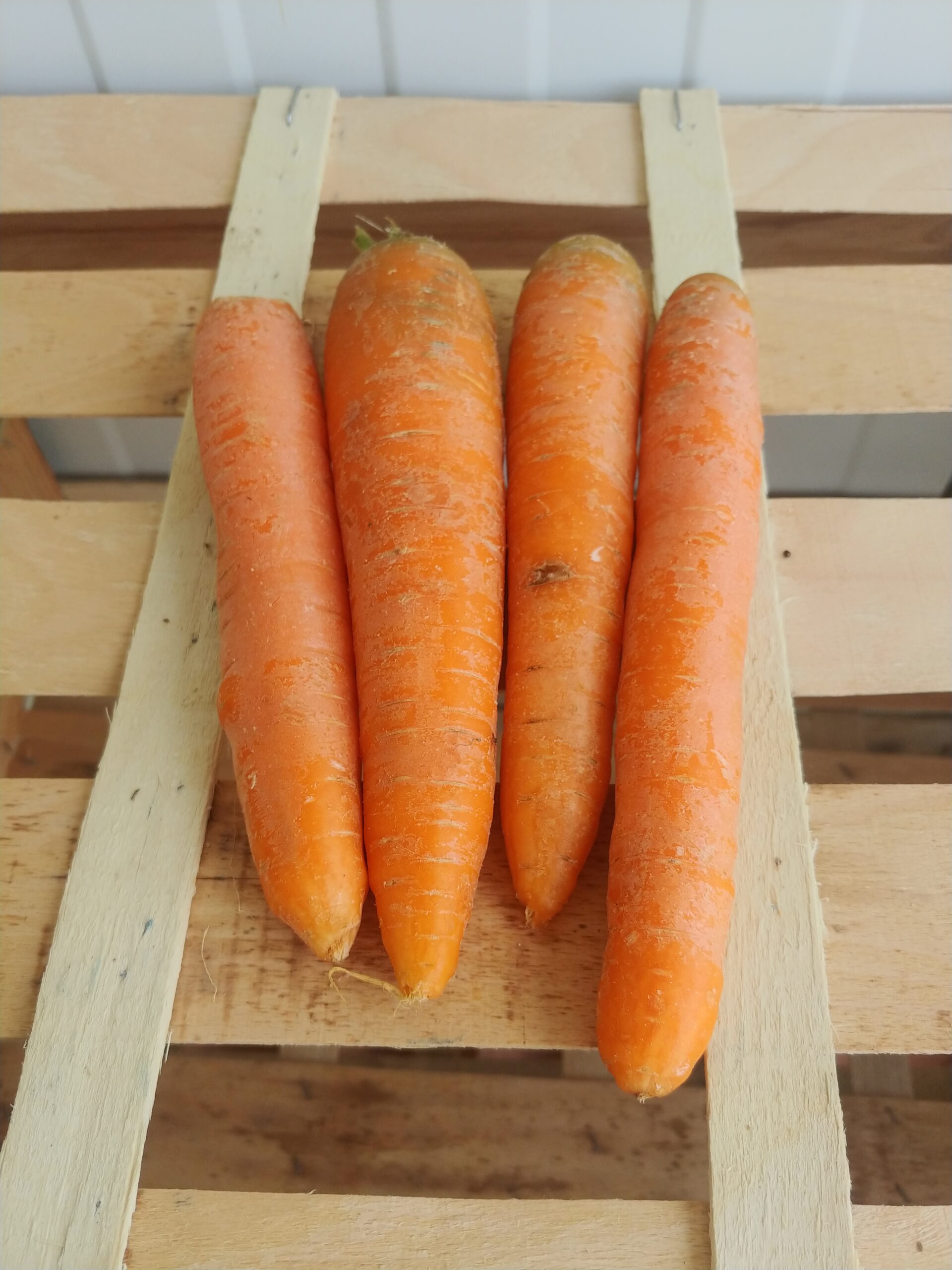 Carottes orange